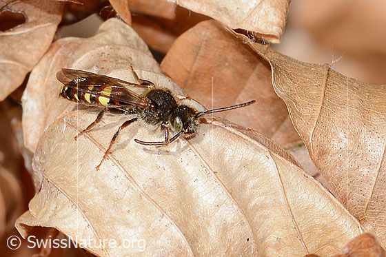 Photo: Probably Nomada panzeri. Length 8mm. Male. View from the front top side.