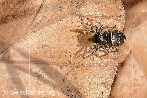 Photo: Probably Heliophanus cupreus. Female. Body length: 5mm. View from top front.