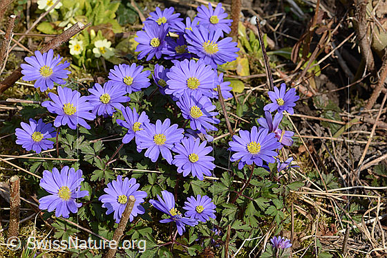 Photo: Anemone blanda. Blossoms.