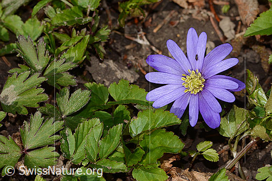 Photo: Anemone blanda. Blossom and leaves.