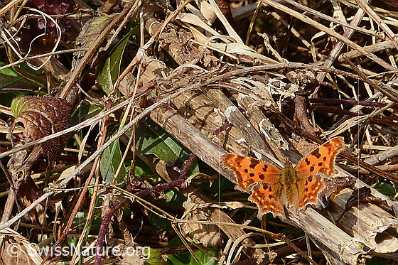 Photo: Polygonia c-album. Wings open. View from behind top.