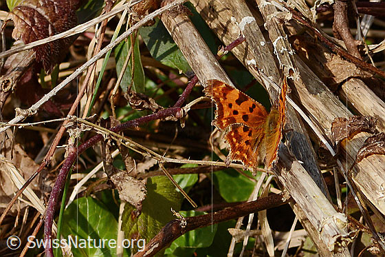 Photo: Polygonia c-album. Wings half open. View diagonally from behind oben.