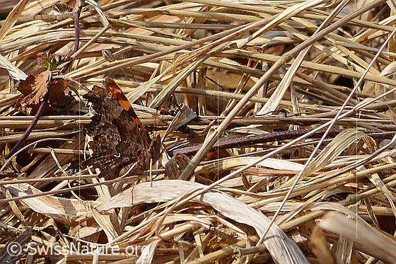 Photo: Polygonia c-album. Wings closed. View from the side.
