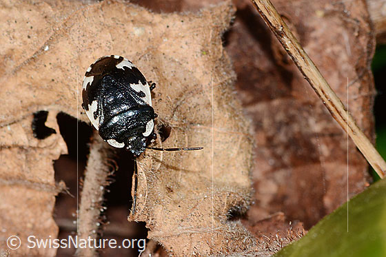 Rundflügelige Erdwanze (Tritomegas rotundipennis) Rundflügelige Erdwanze (Tritomegas rotundipennis)