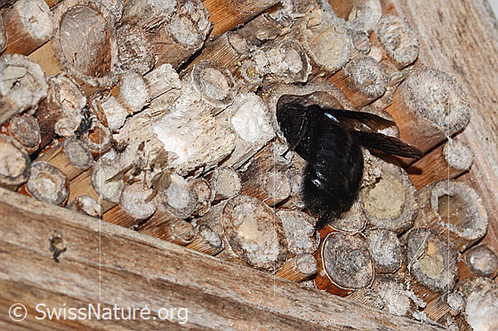 Photo: Xylocopa violacea. Length 20 - 25mm. Female. View from side back. The bee climbs into a nesting tube.