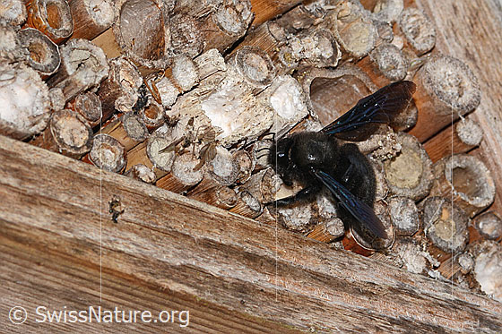 Photo: Xylocopa violacea. Length 20 - 25mm. Female. View from diagonally above. The bee is looking for a nesting place in a bee hotel.