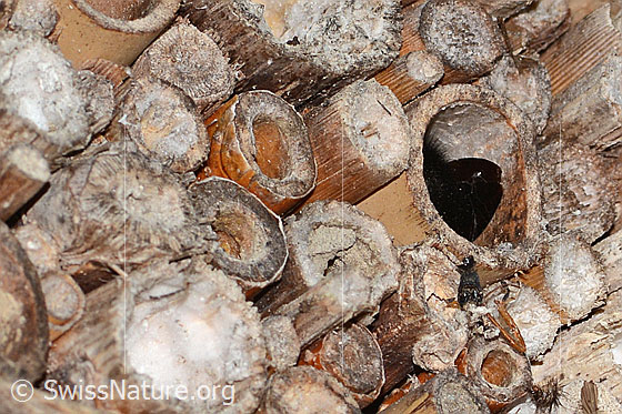 Photo: Xylocopa violacea. Length 20 - 25mm. Female. View from behind. The bee disappears into the nesting tube.
