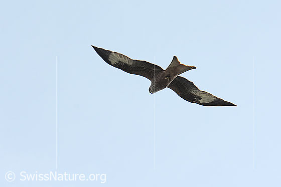 Foto: Rotmilan (Milvus milvus). Im Flug. Ansicht von schräg unten.