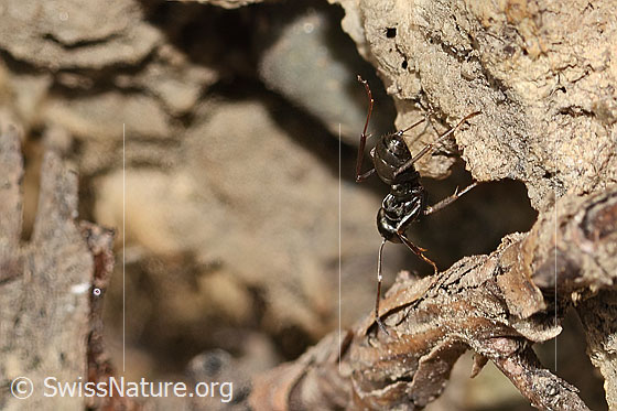 Photo: Probably Formica fusca. Length 6mm. View from side back.