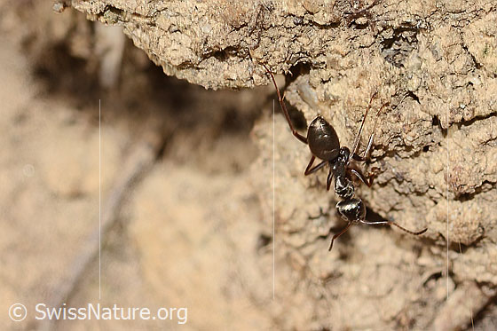Photo: Probably Formica fusca. Length 6mm. View from behind top.