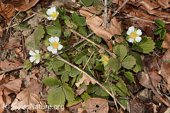 Foto: Erdbeer-Fingerkraut (Potentilla sterilis). Ganze Pflanze (Habitus). Höhe = 4cm.
