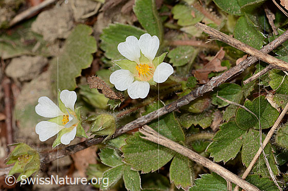 Photo: Potentilla sterilis. Blossoms.