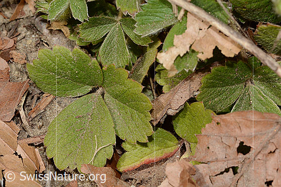 Photo: Potentilla sterilis. Leaves.