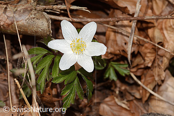 Photo: Anemone nemorosa. Blossom.