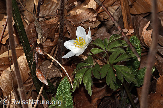 Photo: Anemone nemorosa. Whole plant (habit). View from the side.
