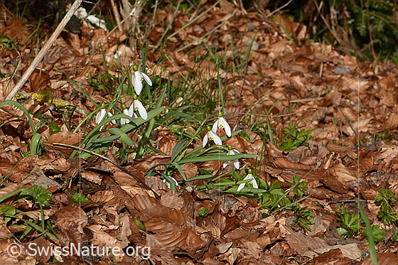 Photo: Galanthus nivalis. Whole plant (habit).