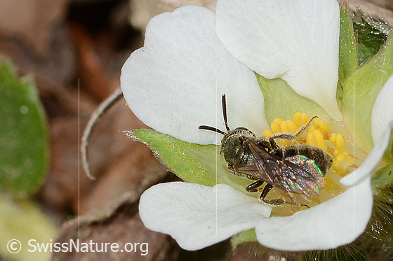 Photo: Lasioglossum morio on Potentilla sterilis. Length 6mm. View from above.