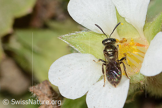 Photo: Lasioglossum morio on Potentilla sterilis. Length 6mm. View from behind top.