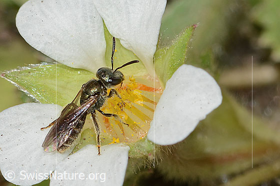Photo: Lasioglossum morio on Potentilla sterilis. Length 6mm. View from the side.