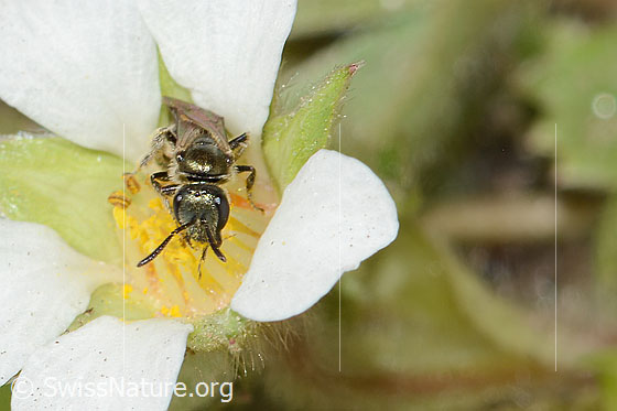 Photo: Lasioglossum morio on Potentilla sterilis. Length 6mm. View from the front.