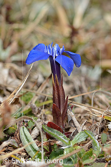 Photo: Gentiana verna. Whole plant (habitus). View from the side. Height = 3.5cm.