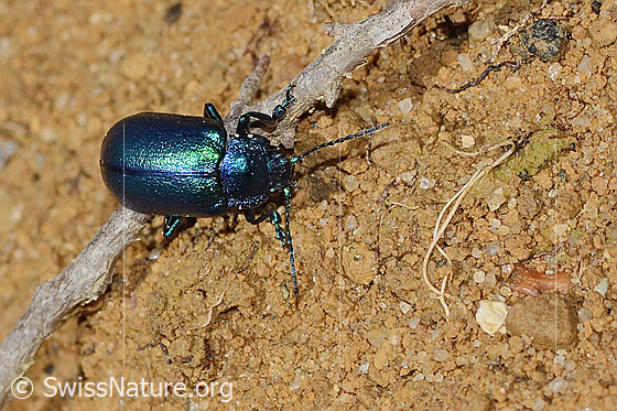 Photo: Probably Oreina cacaliae. Length 10mm. View from above.