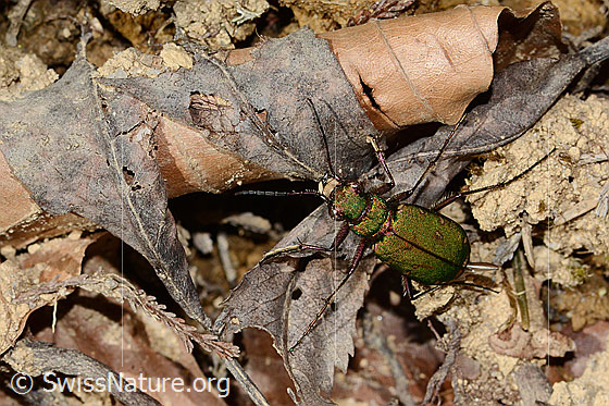 Photo: Cicindela campestris. View from top front.
Lat.: Cicindela campestris
Family: Carabidae
Subfamily: Cicindelinae
Genus: Cicindela