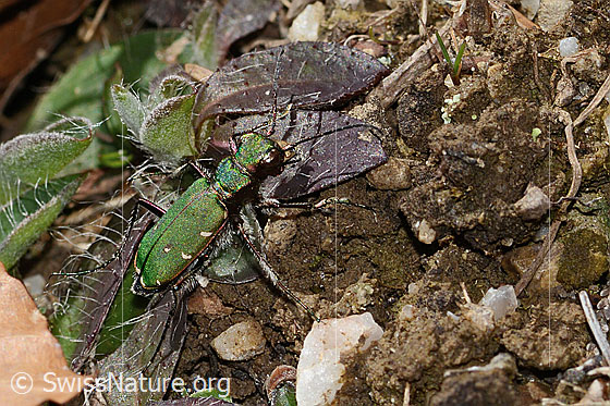 Photo: Cicindela campestris. View from the side above..