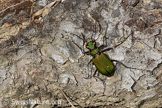 Photo: Cicindela campestris. View from above.