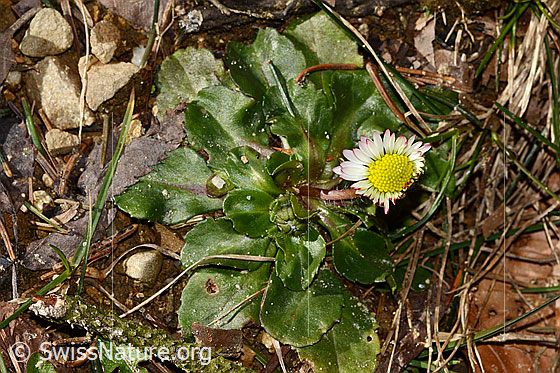 Photo: Bellis perennis. Whole plant (habit). Height = 2cm.