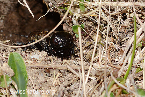 Photo: Gryllus campestris. View from the front.