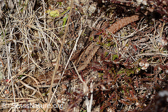 Photo: Zootoca vivipara. Head, body and part of the tail. View from diagonally above.