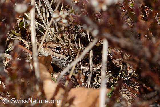 Photo: Zootoca vivipara. Head. View from side front.