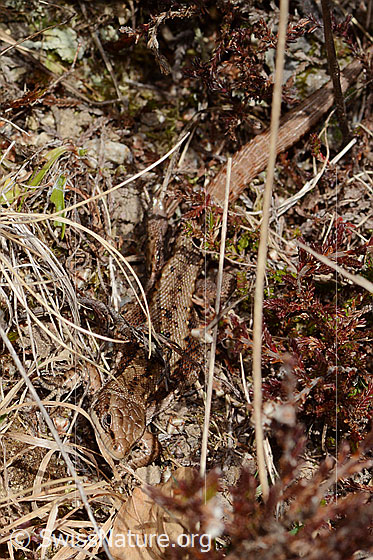 Photo: Zootoca vivipara. Whole lizard. View from top front.