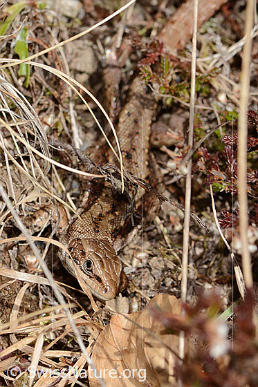 Photo: Zootoca vivipara. Head, body and part of the tail. View from top front.