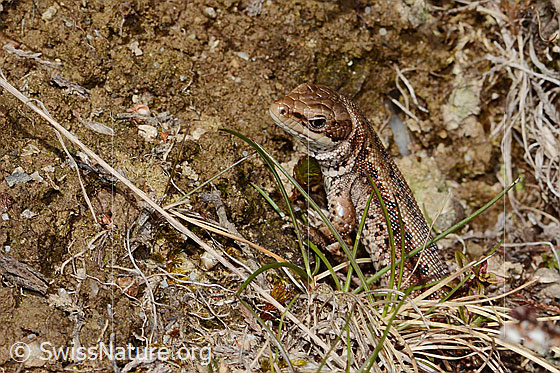 Photo: Zootoca vivipara. Head and part of the body. View from the side.