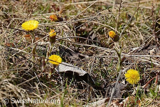 Photo: Tussilago farfara. Several specimens.