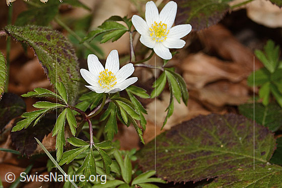 Photo: Anemone nemorosa. Whole plant (habit). Height = 13cm.