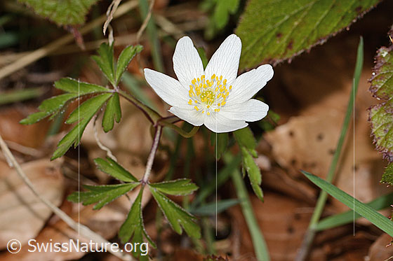 Photo: Anemone nemorosa. Blossom and leaves.