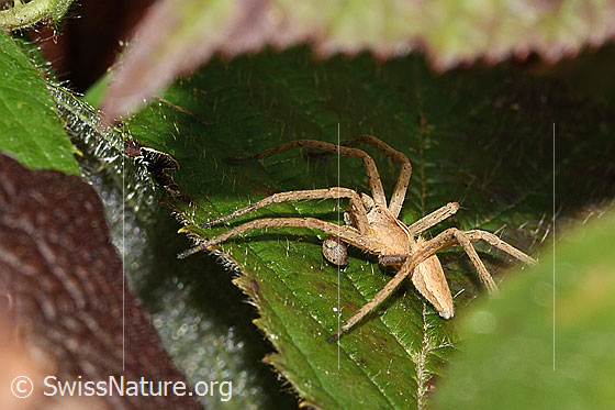 Foto: Listspinne (Pisaura mirabilis). Ansicht von seitlich.