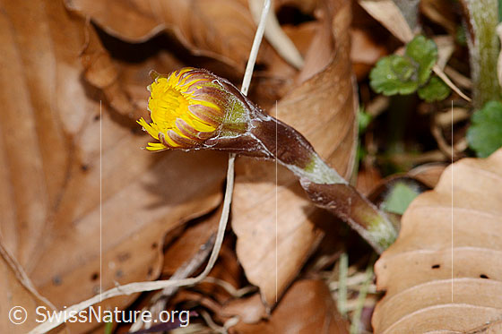 Photo: Tussilago farfara. Closed flower and stem.