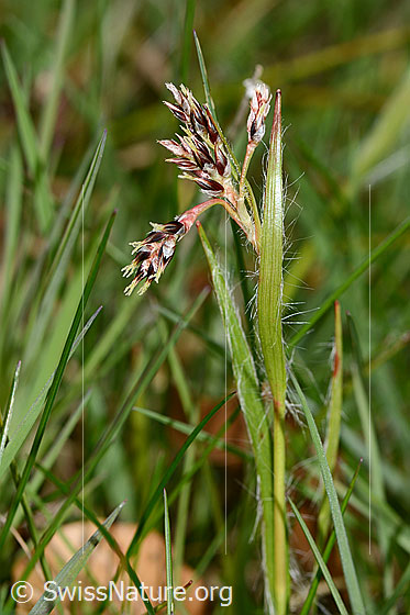 Foto: Feld-Hainsimse (Luzula campestris). Rispen und Blätter.