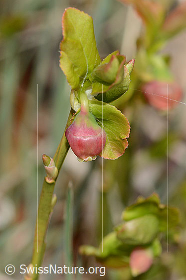 Photo: Vaccinium myrtillus. Blossom. View from the side. Height = 13cm.