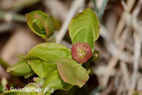 Photo: Vaccinium myrtillus. Blossom. View from below.