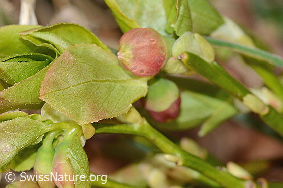 Photo: Vaccinium myrtillus. Blossom and leaves.
