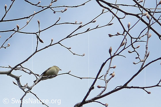 Photo: Phylloscopus collybita. The bird sits singing on a branch.