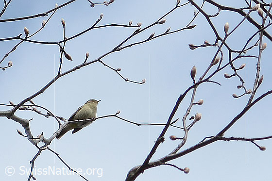 Photo: Phylloscopus collybita sitting on a branch.