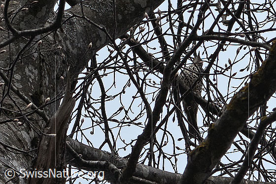 Photo: Turdus viscivorus sitting in a tree.