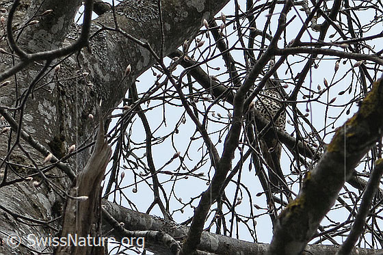 Photo: Turdus viscivorus sitting in a tree.