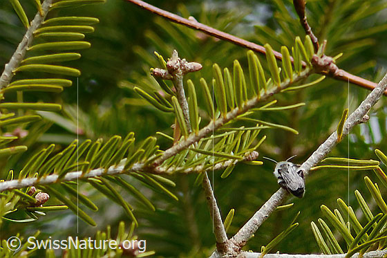 Weiden-Sandbiene (Andrena vaga) Weiden-Sandbiene (Andrena vaga)